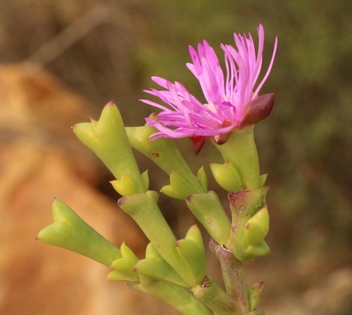 Mesembryanthemum integrum L. Bolus 2