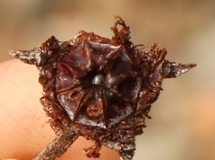Smicrostigma viride
