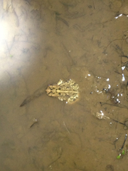 Anaxyrus fowleri