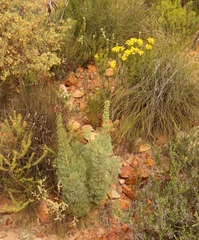 Paranomus roodebergensis