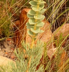 Paranomus roodebergensis