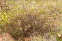 Acmadenia sheilae