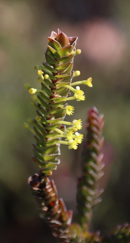 Image of Evening Capespray by (c) Tony Rebelo, some rights reserved (CC BY-SA)