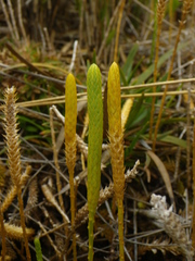 Pseudolycopodiella