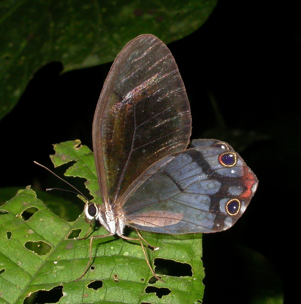 Reddish Clearwing-Satyr
