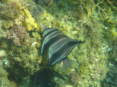 Chelmonops curiosus