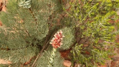 Paranomus roodebergensis