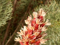 Paranomus roodebergensis