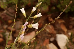 Heliophila glauca