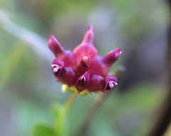 Trifolium depauperatum