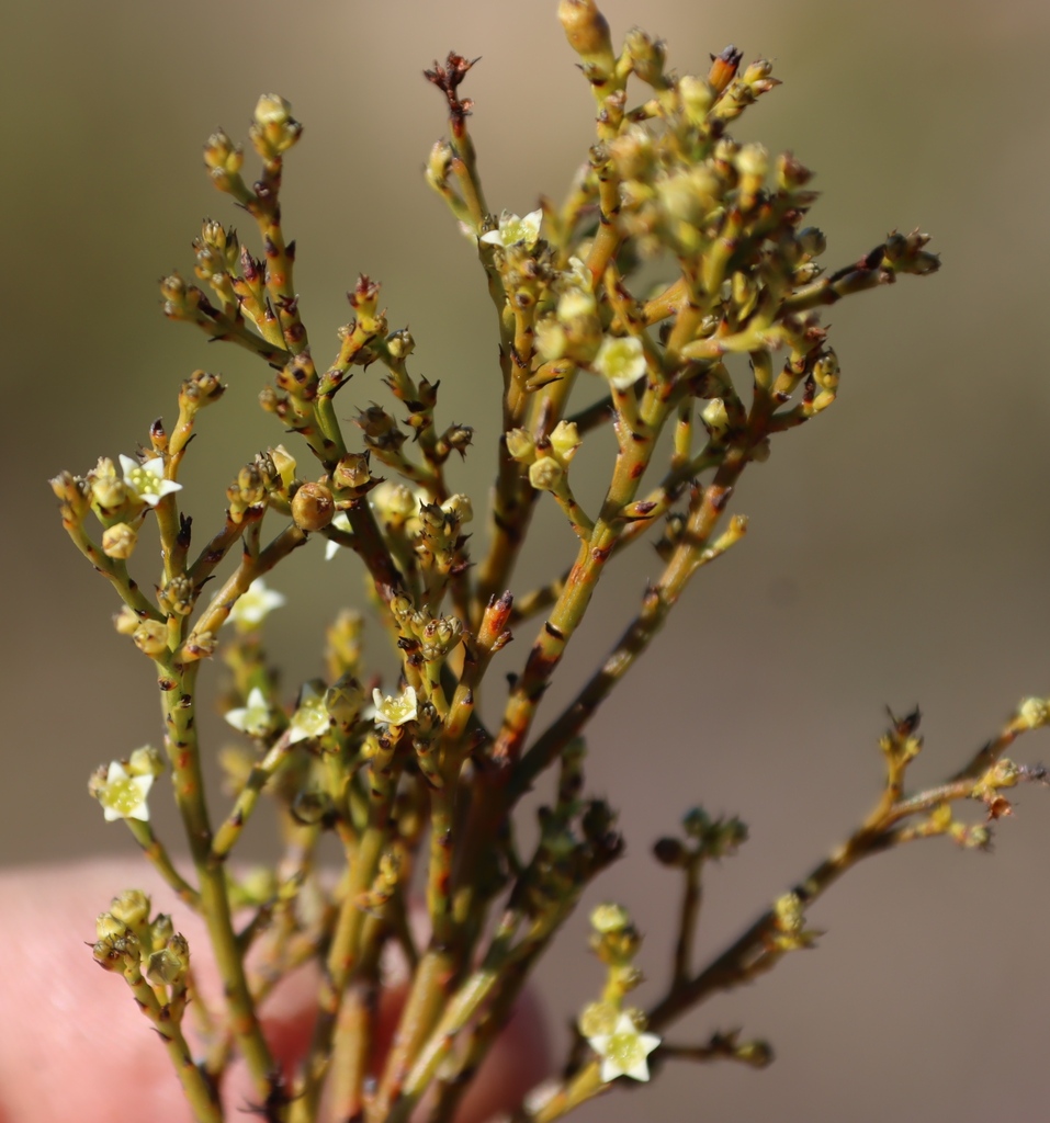 Thesium nigromontanum