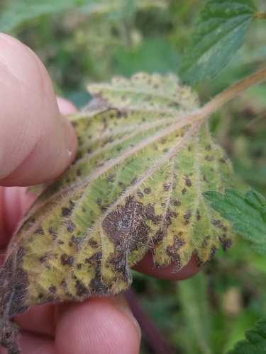 Ramularia urticae