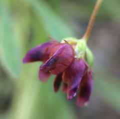 Trifolium depauperatum
