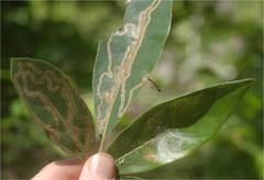 Phyllocnistis hyperpersea