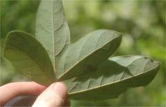 Phyllocnistis hyperpersea