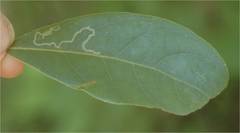 Phyllocnistis hyperpersea