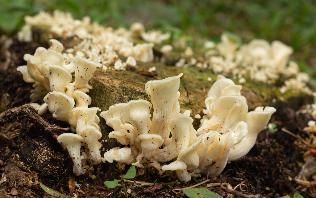 Favolus brasiliensis · January 2022 · photo: © deniszabin (iNaturalist, cc-by)