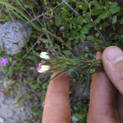 Castilleja densiflora