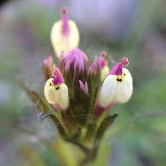 Castilleja densiflora