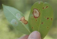 Parornix geminatella