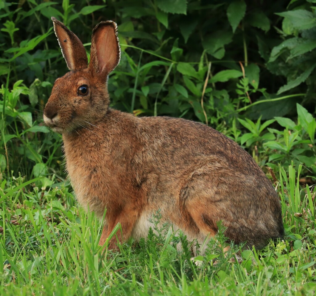Snowshoe Hare in August 2023 by jroland19 · iNaturalist