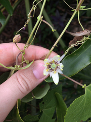 Passiflora morifolia