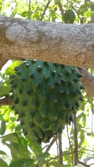 Annona muricata