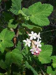 Ribes malvaceum malvaceum