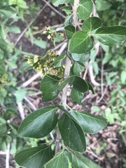 Plectroniella armata