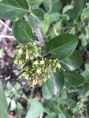 Plectroniella armata