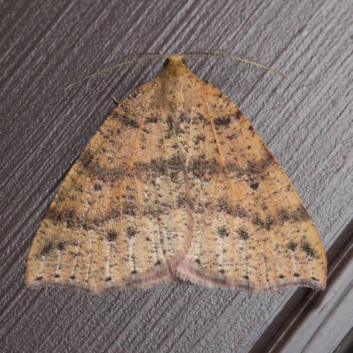 Drepanulatrix falcataria photo 3