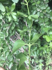 Plectroniella armata