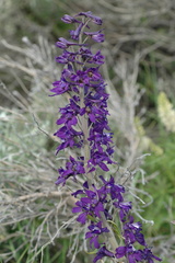 Delphinium × occidentale