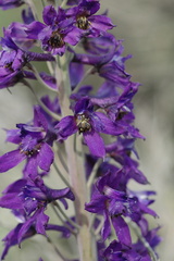Delphinium × occidentale