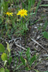 Microseris nutans