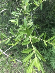 Elaeodendron transvaalense