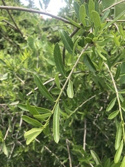 Elaeodendron transvaalense