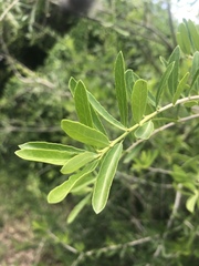Elaeodendron transvaalense