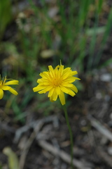 Microseris nutans