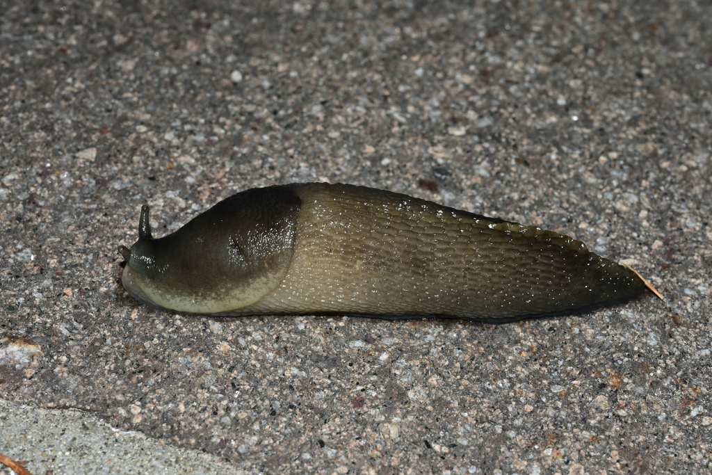 Limax tschapecki