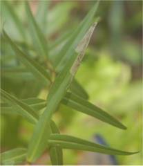 Calycomyza solidaginis