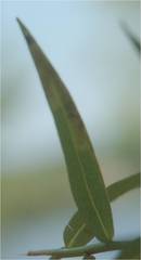 Calycomyza solidaginis