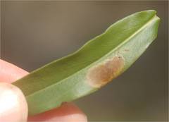Calycomyza solidaginis