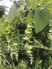 Cissampelos mucronata