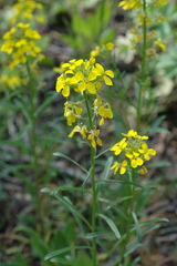 Erysimum asperum