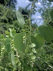 Cissampelos mucronata