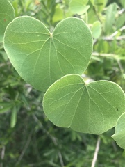 Cissampelos mucronata