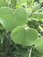 Cissampelos mucronata