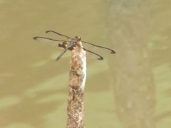 Rhyothemis phyllis