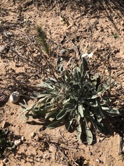 Psilostrophe tagetina